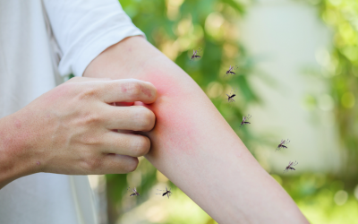 Climat et santé : comment le réchauffement climatique favorise la propagation de la dengue